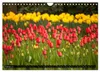 Tulpen (Wandkalender 2027 DIN A4 quer), CALVENDO Produktbild-Vorschau 5