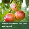 Meine Orangerie - Zwergobst Stämmchen Nektarine - Produktbild-Vorschau 3