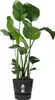elho® Greenville Pflanzgefäß Living Black Schwarz Ø 30 cm - Produktbild-Vorschau 3