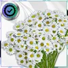EDIBAZZAR | Fleurs artificielles Marguerites Set de 12 Voir les images du produit 10