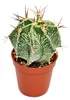 Astrophytum ornatum – biskupská čepice – květináč 8,5 cm Náhled obrázku produktu 1