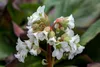Stauden Gänge 3 x Bergenia cordifolia 'Silberlicht' - Produktbild-Vorschau 3