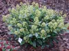 Skimmia japonica Finchy - Blüte Weiß - 40+ Blüten - 2 Produktbild-Vorschau 5
