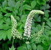 6 x Christophskraut - Actaea racemosa  | Topf 9cm x 9cm Produktbild-Vorschau 1