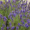 6 x Hyssopus officinalis | Topf 9cm x 9cm Produktbild-Vorschau 2