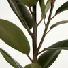Bloomique - Ficus Elastica Robusta - Drzewo kauczukowe - Podgląd zdjęcia produktu 6