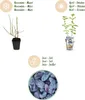 Lonicera caerulea Kamtschatica resistente al freddo 3 Anteprima dell’immagine prodotto 4