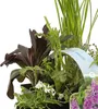 Bloomique - 6er Set - Duftende Teichpflanzen - Produktbild-Vorschau 4