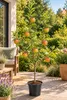 Apfelbaum 'Cox Orange' 100–120 cm – *Malus domestica* Náhľad obrázku produktu 1