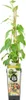 x1 Actinidia Arguta Issai P15 H60 Produktbild-Vorschau 1