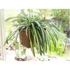 EUROPALMS Giglio verde, artificiale, 60 cm Anteprima dell’immagine prodotto 7