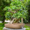Bonsai Tekuté Hnojivo 1 L – 2-1-8 NPK – Pro Bonsai & Náhled obrázku produktu 9