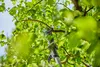 Gardena Akku-Teleskop-Baumschere  HighCut 360/18V P4A solo Produktbild-Vorschau 21