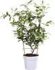 Sternjasmin Trachelospermum 'Star of Toskana' Gelb Produktbild-Vorschau 5