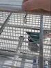 Kleiner Papageientransporter - Sicher Und Komfortabel Für Produktbild-Vorschau 3