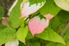 Actinidia kolomikta, Kiwi, dekoratives Laub, 60–100 cm Produktbild-Vorschau 4