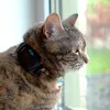 Animal Spotter® - Malý GPS tracker pre vášho psa, mačku, Náhľad obrázku produktu 8