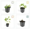 Půdopokryvné rostliny – geranium – Geranium 'Rozanne' – 9cm Náhled obrázku produktu 4