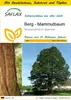 SAFLAX Anzucht Set - Berg - Mammutbaum - Sequoiadendron Produktbild-Vorschau 1