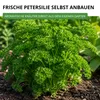 Petersilie Moskrul 2 (Mooskrause) Samen - Petroselinum Produktbild-Vorschau 6