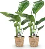 Green boutiQ - Zimmerpflanzen - Strelitzia Nicolai - Produktbild-Vorschau 1