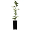 A potted plant with green leaves and a dark stem, shown in a black pot against a white background. Produktbild-Vorschau