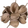 Buddha Nut XL - un jouet pour petits et grands perroquets Voir les images du produit 5