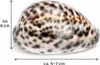 Kauri-Tigerschnecke Cypraea tigris Deko Muschel 5cm Produktbild-Vorschau 6