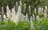Stauden Gänge 3 x Tiarella cordifolia - Schaumblüte - Zarte Produktbild-Vorschau 4