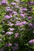 Spiraea japonica 'Little Princess', Zwerg-Spiere, rosa, Produktbild-Vorschau 1