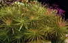 Aquarium Pflanze Pogostemon stellata Tropica Nr.053G Produktbild-Vorschau 1