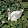 Ubbink Gartendekoration Weißer Schwan Kunststoff Produktbild-Vorschau 3
