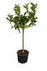 Buddhas Hand Zitrone 130–170 cm Citrus Pflanze exotisch, Produktbild-Vorschau 4
