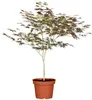 Roter Fächerahorn Atropurpureum 60-80 cm, im Topf - Acer Produktbild-Vorschau 1