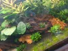Aquarium Deko Wurzel Dragon Wood S 15-25 cm, natürliche Produktbild-Vorschau 4