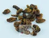 Koitec Seidenraupen 3kg (ca. 10 Liter) Produktbild-Vorschau 5