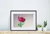 MuchoWow® MuchoWow® Gerahmtes Poster Rosen - Wasser - Produktbild-Vorschau 6