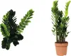 Glücksfeder FloraSelf Zamioculcas zamiifolia H 60-70 cm Ø Produktbild-Vorschau 3