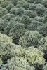 Picea glauca 'Echiniformis', Zwergfichte, kompakt, 20–25 cm Produktbild-Vorschau 3