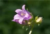 Nesselblättrige Glockenblume - Campanula trachelium - Produktbild-Vorschau 1