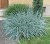 Stauden Gänge 3 x Leymus arenarius ‚Blue Dune‘ im 1 Liter Produktbild-Vorschau 9