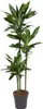 Dracaena Janet Lind Ø24 cm ↕160 cm Pianta da appartamento Anteprima dell’immagine prodotto 2