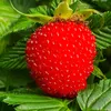 Malinotruskawka (Malina ponętna) 1L Podgląd zdjęcia produktu 4