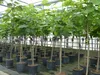 kompakter Feigenbaum 150 - 180 cm Obstbaum, winterhart, Produktbild-Vorschau 3