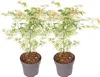 Two potted Japanese maple trees with variegated leaves. Produktbild-Vorschau
