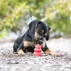 A black and tan puppy is lying on the ground and chewing on a red KONG toy. Anteprima dell’immagine prodotto