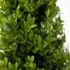 A close-up view of lush green leaves and branches of a plant. Podgląd zdjęcia produktu