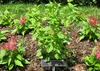 SAFLAX Garden to go - Limonen - Aniskraut - Agastache Produktbild-Vorschau 4