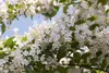Kolkwitzia amabilis, Kolkwitzie, rosa Blüten, 60–100 cm Produktbild-Vorschau 1