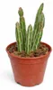 Senecio stapeliformis - Zuckerstangen-Sukkulente - Rarität Produktbild-Vorschau 2